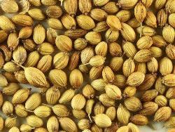 Graines de coriandre de qualité supérieure - Product Image 3