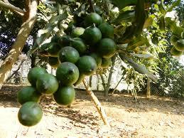 Top fournisseur de VietNam Macadamia de haute qualité - Product Image 3