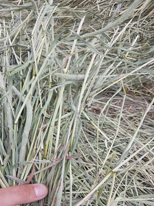 Heno TIMOTHY - Product Image 3