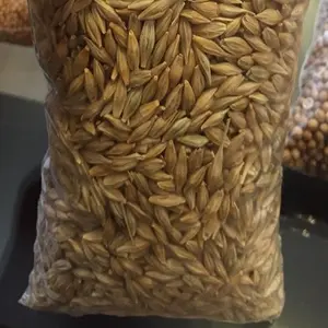 Both Human Consumption And Animal Feed Barley Seeds For Sale