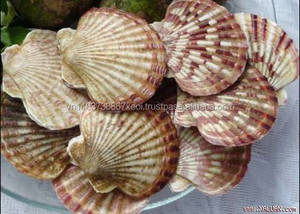 Concha de vieira marina para decoración 2021/Regalo - Product Image 4