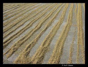 Granos de café verde orgánico Robusta Sudáfrica tostado mezclado - Product Image 6