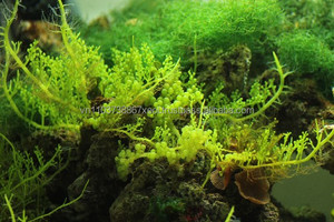 Prix le plus bas et haute qualité de cotonnière séchée/Spinosa/algues marines 2024 - Product Image 6