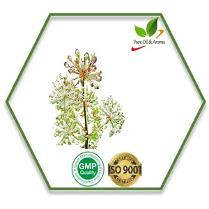 Venta al por mayor 100% puro de aromaterapia orgánica Natural Spikenard de aceite esencial utilizado en medicina hecho en la India