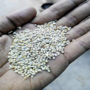 Green <b>Millet</b>/indian Animal Feed - Product Image 3