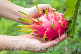 Alta Qualidade Orgânica Red Dragon Fruit Fresco e Delicioso
