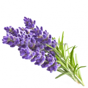 น้ำมันหอมระเหยลาเวนเดอร์บริสุทธิ์ 100% สำหรับการบำบัดด้วยกลิ่นหอมและดูแลผิว กลิ่นหอมหวาน JANVI HERBS เหมาะสำหรับทุกสภาพผิว - Product Image 1