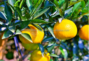 Calidad a granel de piel de naranja seca al mejor precio de Vietnam - Product Image 3
