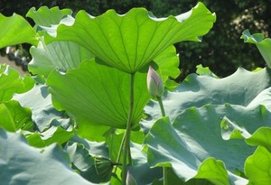 Lotus séché-sofia - Product Image 5