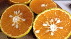 Écorce d'orange séchée du Vietnam Vacances - Product Image 4