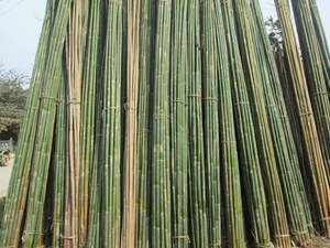 GARDENING <b>BAMBOO</b> <b>CANES</b> FROM VIET NAM WITH HIGH QUALITY - Product Image 3