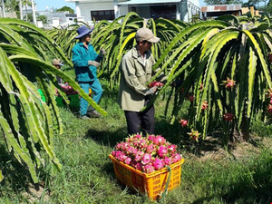 FRUITS DU DRAGON FRAIS AU MEILLEUR PRIX en 2021 - Product Image 4