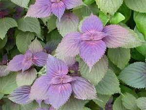 PERILLA SHISO verde - Product Image 5