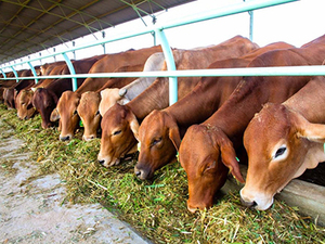 Ensilage en polypropylène/maïs déshydraté pour bovins 'Ms: Holiday - Product Image 4
