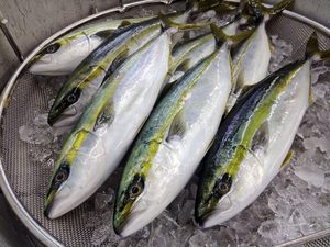 Fresco Congelato yellowtail di pesce - Product Image 2