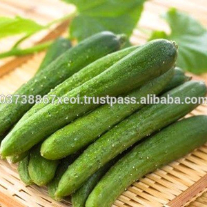 POLVO DE PEPINO DESHIDRATADO AL POR MAYOR - Harina de Pepino Vietnamita Deshidratada OFERTA ESPECIAL - Product Image 5