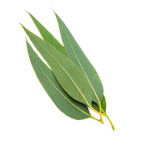 Huile d'eucalyptus pure, essentielle, biologique, certifiée GMP indienne, distillée à la vapeur - Product Image 2