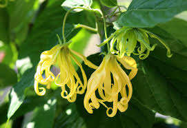 Exportateurs de confiance en Inde Fournisseur en vrac d'huile essentielle d'ylang ylang biologique pour l'aromathérapie Massage Grossiste Offres - Product Image 5