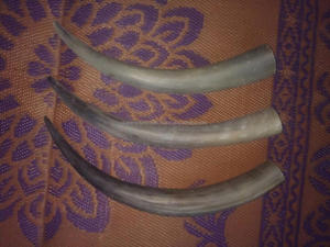 Cuerno pulido de buey/búfalo de lujo para beber cerveza, vino o agua, artesanías naturales para el hogar, bodas o fiestas - Product Image 4