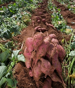 PATATAS DULCES FRESCAS DE ALTA CALIDAD/BATATA DE Vietnam - Product Image 5