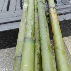 Poteaux de bambou de la meilleure qualité pour la construction et les installations du Vietnam en vente - Product Image 3