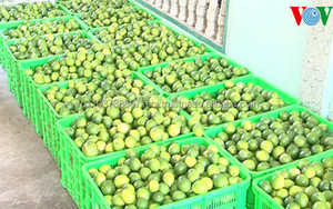 Lime fraîche sans graines édition 2021, avec le meilleur prix du Vietnam - Product Image 6