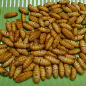 Gusanos de seda a la venta al por mayor - Product Image 3