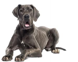 Vente flash - Statue <span class=keywords><strong>de</strong></span> <span class=keywords><strong>chien</strong></span> <span class=keywords><strong>de</strong></span> grande taille en résine <span class=keywords><strong>de</strong></span> jardin, animal grandeur nature, en fibre <span class=keywords><strong>de</strong></span> verre, sculpture <span class=keywords><strong>de</strong></span> <span class=keywords><strong>chien</strong></span> <span class=keywords><strong>de</strong></span> grande race - Product Image 5