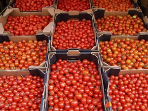 Tomates Cherry rojos de hierro redondos frescos de alta calidad a la venta - Product Image 2