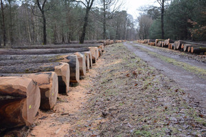 IROKO WOOD <span class=keywords><strong>PADOUK</strong></span>, SAWN TIMBER WENGE, DOUSSIE, SAPELLI, AZOBE, ZEBRANO RUNDE LOGS FÜR DEN EXPORT VERFÜGBAR