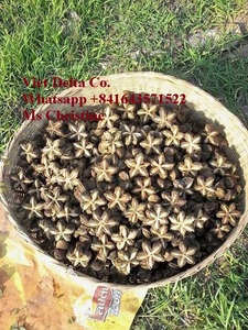 Anís Estrellado Puro de Vietnam - Product Image 4