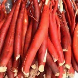 CURCULIGO orchioïdes de haute qualité 2021/ MS sofia - Product Image 6