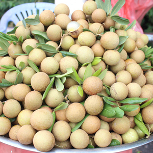 Longan Dorado Seco / Longan a Granel para Exportación desde Vietnam - Product Image 4