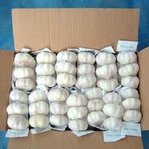 Ajo rojo fresco, calidad Premium - Product Image 1