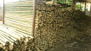 Alta calidad y buen precio: postes de bambú hechos en Vietnam - Product Image 6