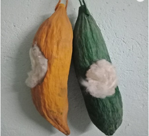 KAPOK ไฟเบอร์สําหรับตาข่ายนก ขายจากเวียดนาม SOFHIE - Product Image 3