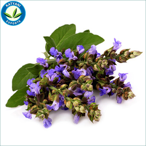 Aceite esencial de salvia natural pura 100%-Suministro al por mayor y a granel de exportadores indios, orgánico para usos multiusos - Product Image 1
