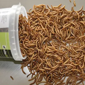 가금류와 가축을 위한 말린 mealworm pupa 치료, 청도에서 말린 mealworm pupa