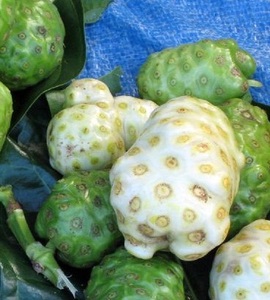Frutas tropicales, frutas frescas Noni, extracto de Noni - Product Image 6