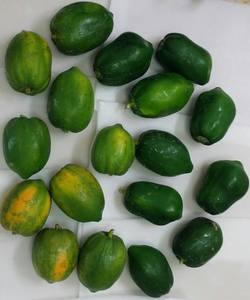 มะละกอเขียวแช่แข็ง/ มะละกอเขียวแช่แข็งหั่นเป็นชิ้น - Product Image 4