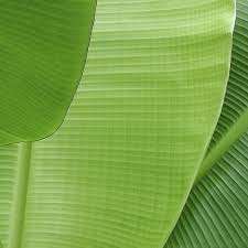 Plátano/plátano fresco de vietnam, 2020 - Product Image 2