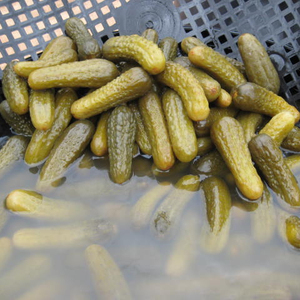 Concombres fermentés naturellement en saumure – Fournisseur en gros de cornichons - Product Image 1