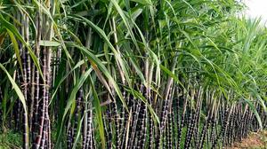 MELÁS LÍQUIDA para ALIMENTACIÓN DE GANADO - PRECIO ECONÓMICO al por MAYOR 2024 - Product Image 6