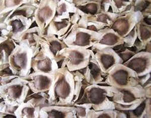 Fournitures d'huile Moringa, vente en gros - Product Image 3