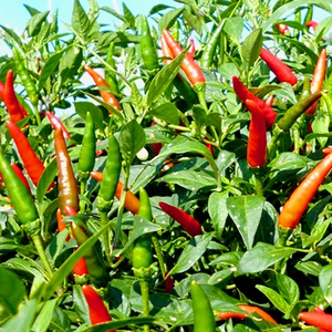 Gran Cantidad Chili Congelado Producto Agrícola Premium - Product Image 2