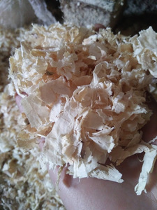 Copeaux de bois de pin pour litière de cheval UTILISATION DE COPEAUX DE BOIS DE PIN pour litière de vache - Product Image 5