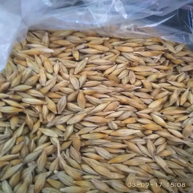 Quality Barley for Animal Feed Best Price