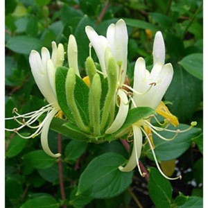 Aceite de madreselva orgánico 100%, remedio calmante y antiinflamatorio para la piel Natural, aceite esencial de madreselva al por mayor - Product Image 4