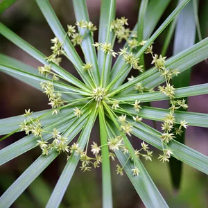 Huile essentielle biologique de Nagarmotha Cypriol Approvisionnement en vrac Huile aromatique naturelle non diluée OEM ODM Vente en gros d'usine - Product Image 6