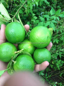 Limón fresco, limón fresco, 2021 - Product Image 5
